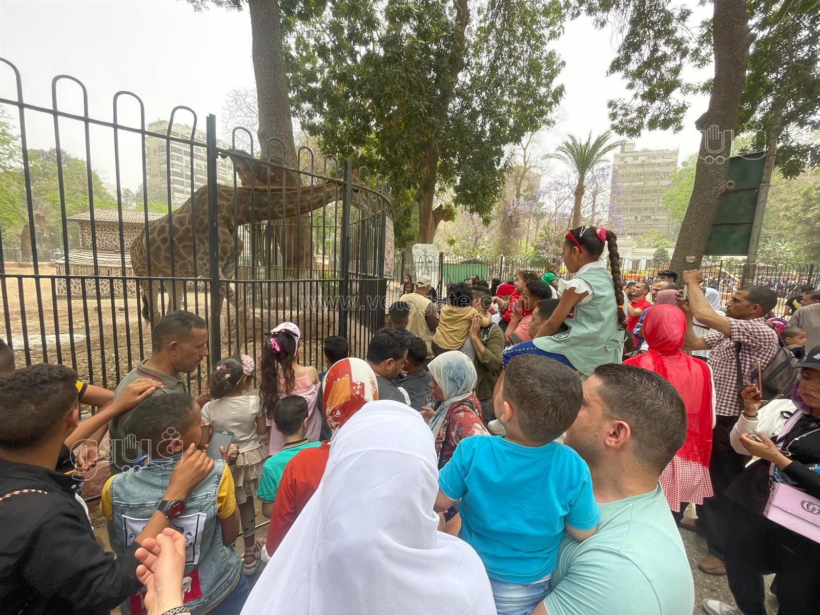زوار حديقة الحيوان (24)
