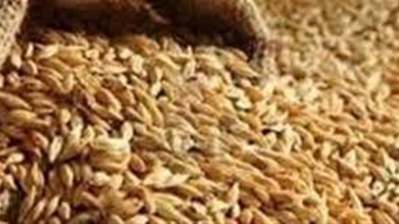  القمح - ارشيفية