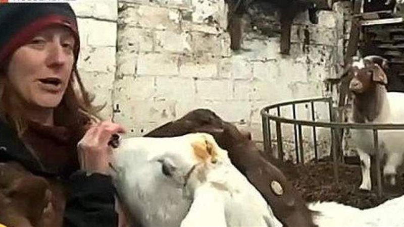 المزارعة البريطانية