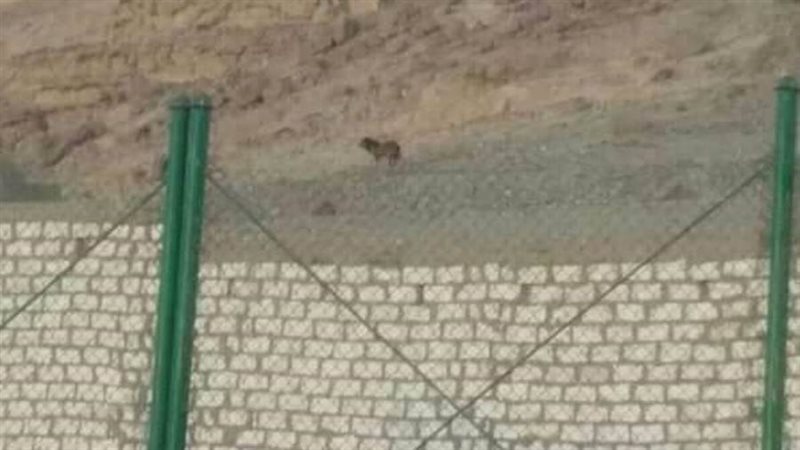 صورة لحيوان يشبه