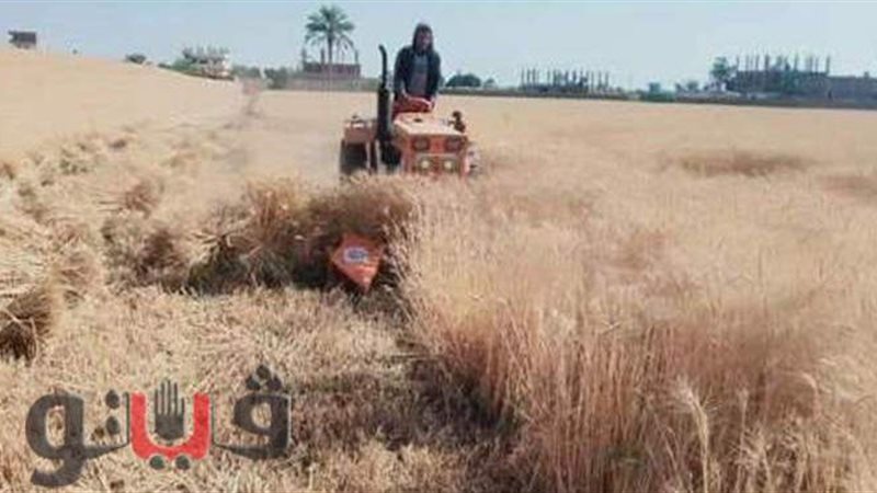 حصاد القمح بالشرقية