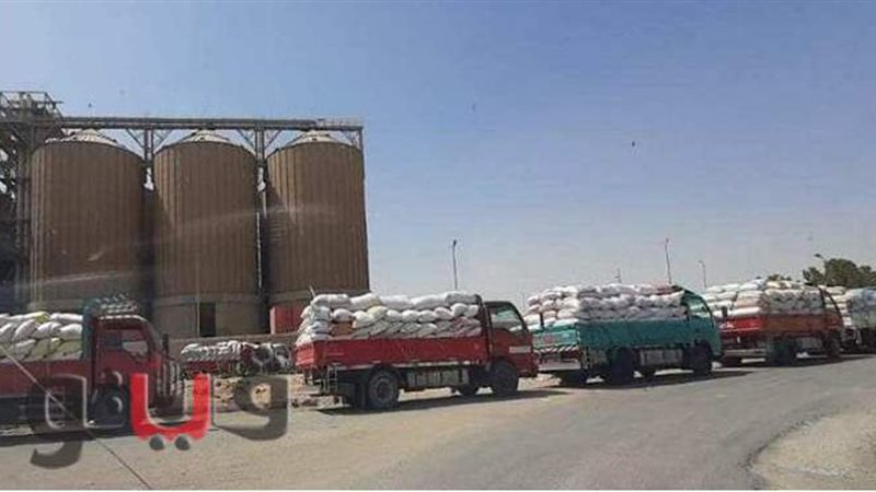 توريد القمح للشون