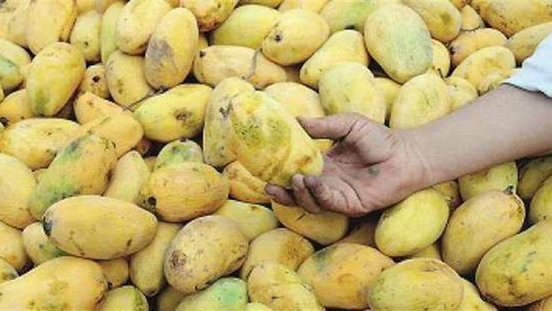المانجو