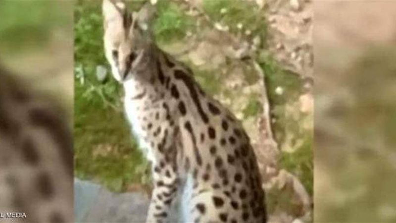 صورة للقطة الإفريقية