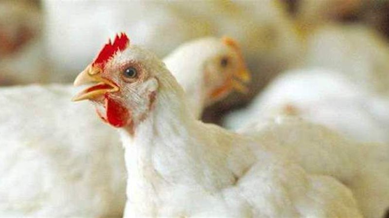  تراجع بأسعار الدواجن