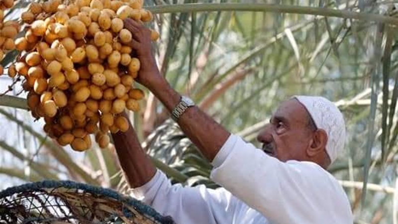 جني التمور في الوادي