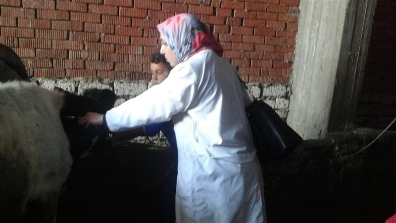 الإسكندرية