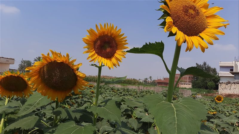 جانب من زراعات دوار