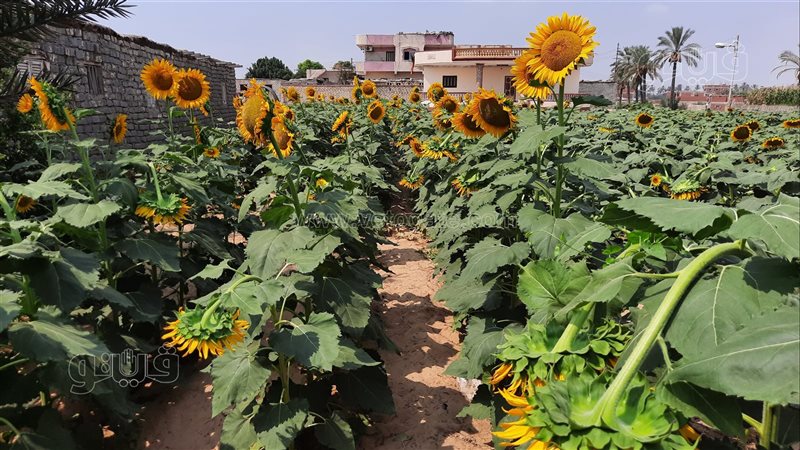 زراعات عباد الشمس