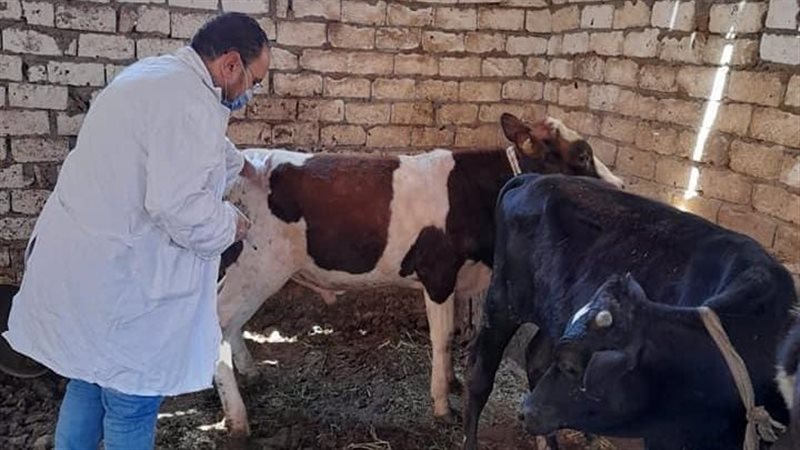 تخصين الماشية