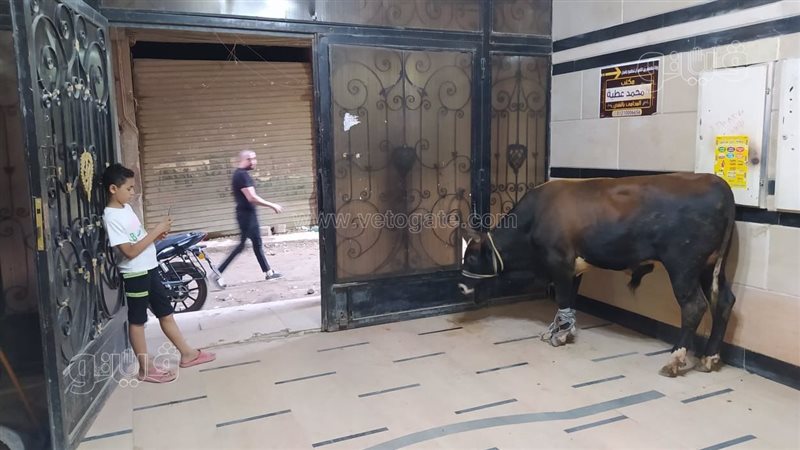 استقبال فريال أشرف