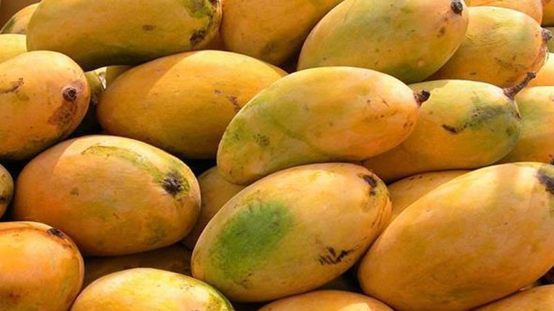 اسعار المانجو