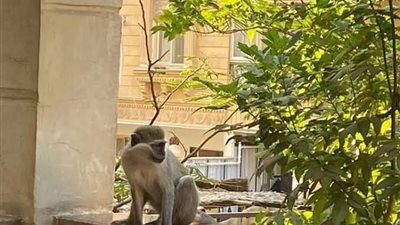 التحقيق في واقعة نسانيس حدائق الأهرام الهاربة بالجيزة