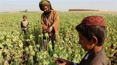 الحشيش الأفغاني.. قنبلة طالبان الموقوتة التي تهدد الغرب