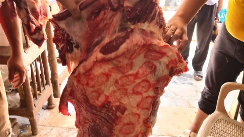 الاسكندريه