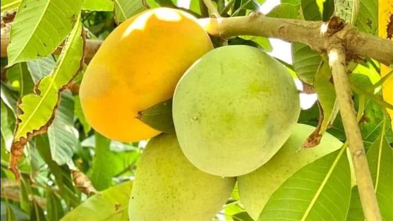 المانجو