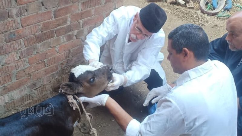 الطب البيطري 