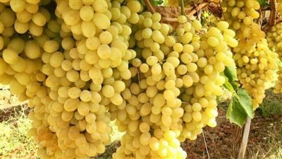 تفسير رؤية العنب الأصفر في المنام وعلاقتها بالإصابة بالأمراض