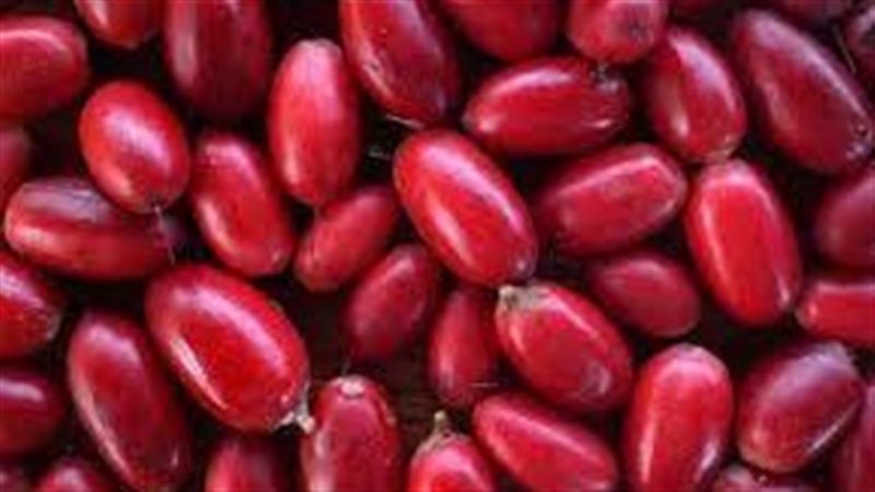 تفسيررؤية البلح فى
