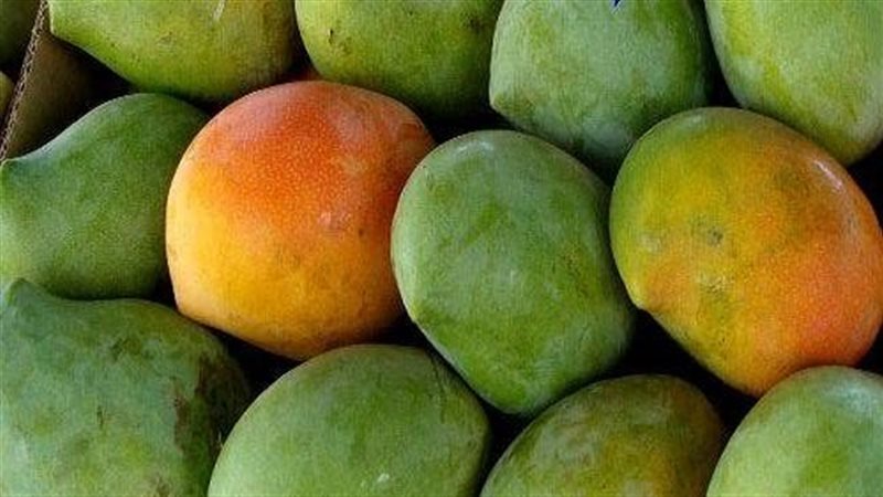 تفسير رؤية المانجو