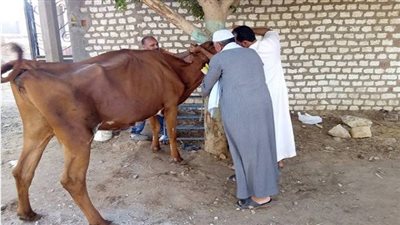 تحصين 101 ألف رأس ماشية ضد الحمى القلاعية والوادي المتصدع ببني سويف