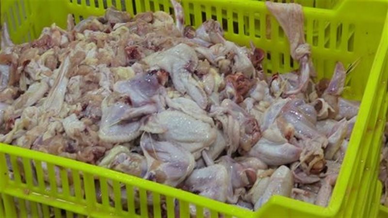دواجن غير صالحة 