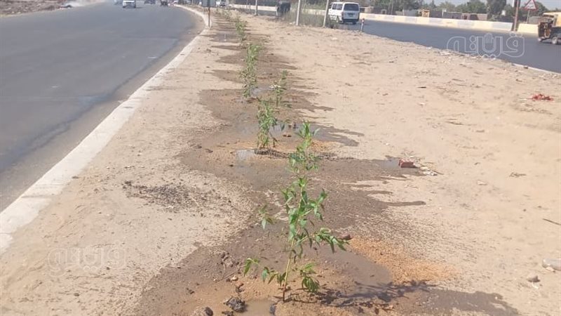 الغربية تزرع 1238