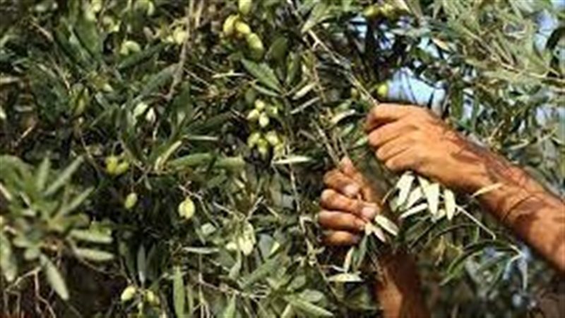  تفسير رؤية جمع الزيتون