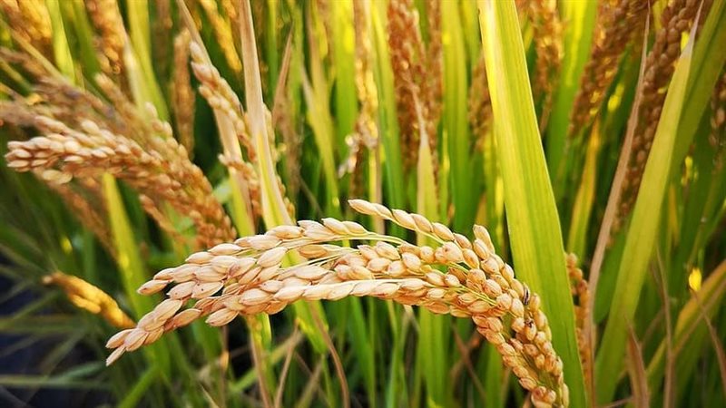 الارز بالشرقية 