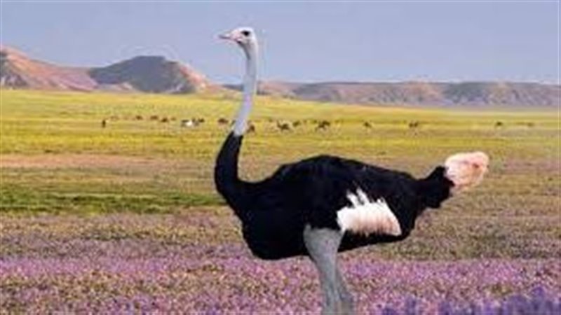 تفسير رؤية النعام