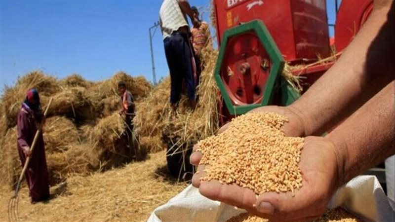 زراعة القمح بالقليوبية