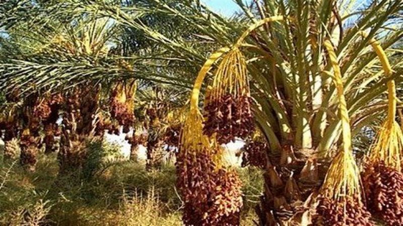 الزراعة تطلق حملات