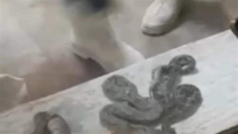 الثعابين بحوزة راكب