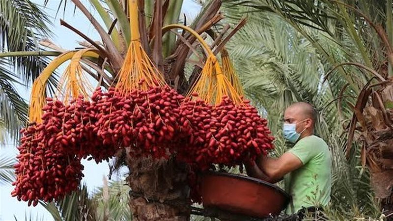 جني البلح 