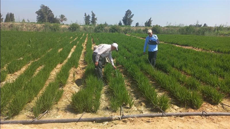 مصر تنجح في زراعة