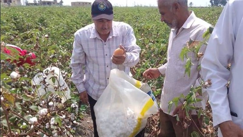 حصاد القطن بقرية