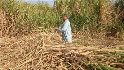 قصب قنا تحت رحمة سوق الأسمدة السوداء.. الجمعيات الزراعية ترسله للفلاحين بعد انتهاء الموسم