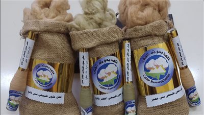 أخضر وبني وكريمي.. القطن المصري يدخل مرحلة 