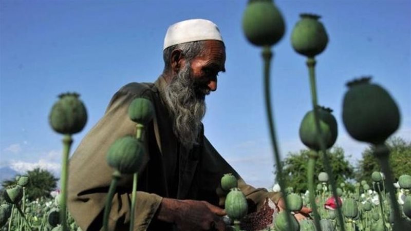زراعة الأفيون في
