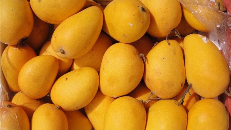 اسعار المانجو اليوم