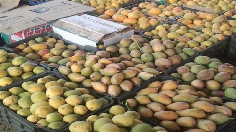 المانجو