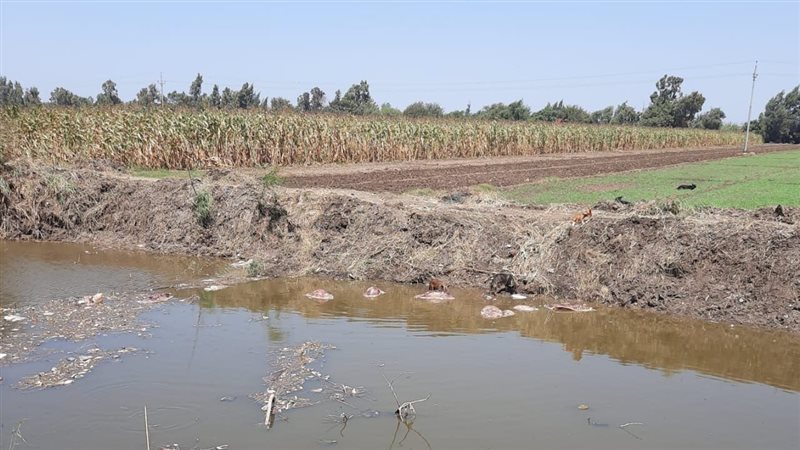 الحمير داخل المصرف