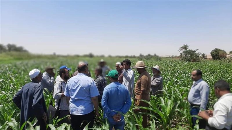 محصول الذرة الشامية
