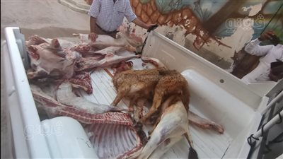 ضبط 203 كيلو لحوم فاسدة خلال حملة مكبرة بمطروح | صور