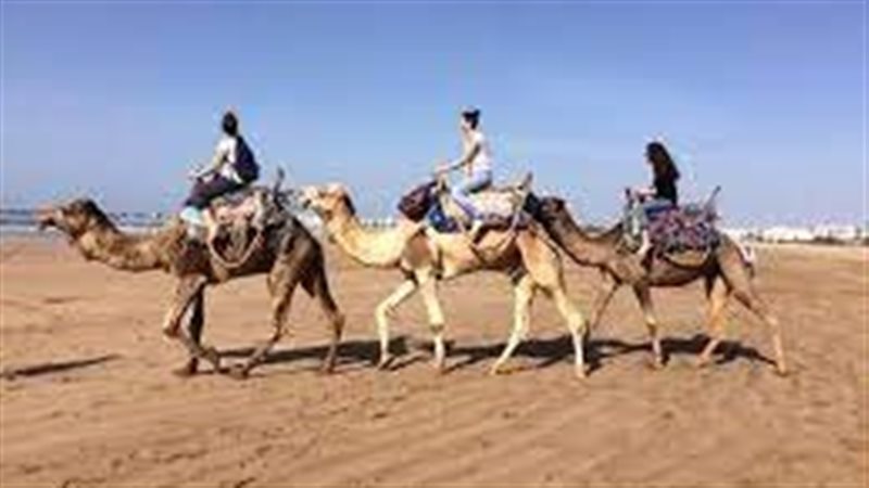 تفسير حلم ركوب الجمل