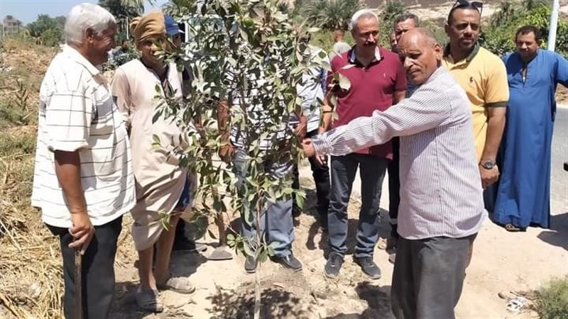 زراعة الأشجار 