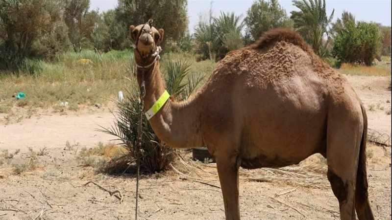 سباق الهجن