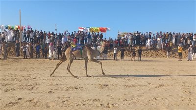 10 صور ترصد انطلاق سباق تنشيطي للهجن بالعريش | صور
