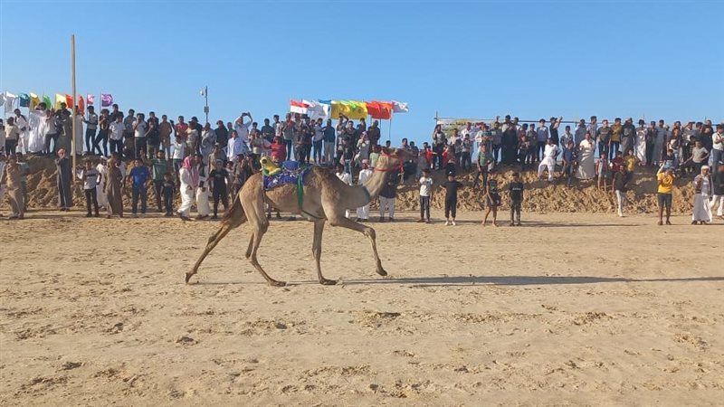 سباق تنشيطي للهجن