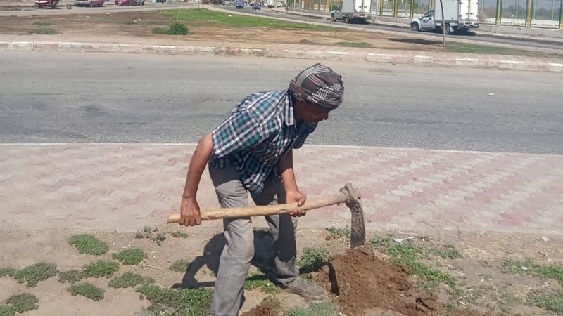 حملة التشجير 